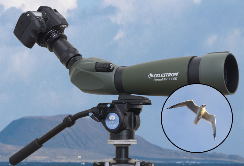 Celestron Regal M2 80ED Digiscoping